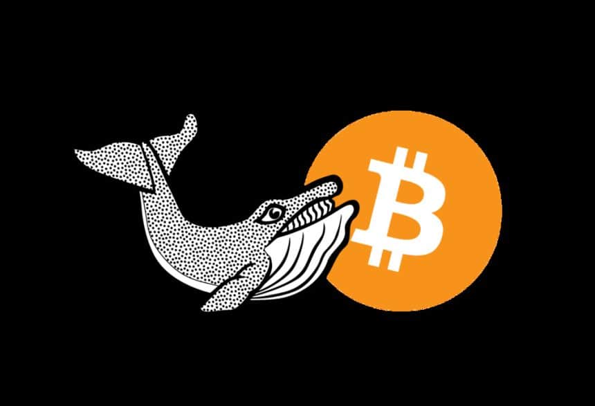 10 Things Whales and Market Makers Don't Want You to Know